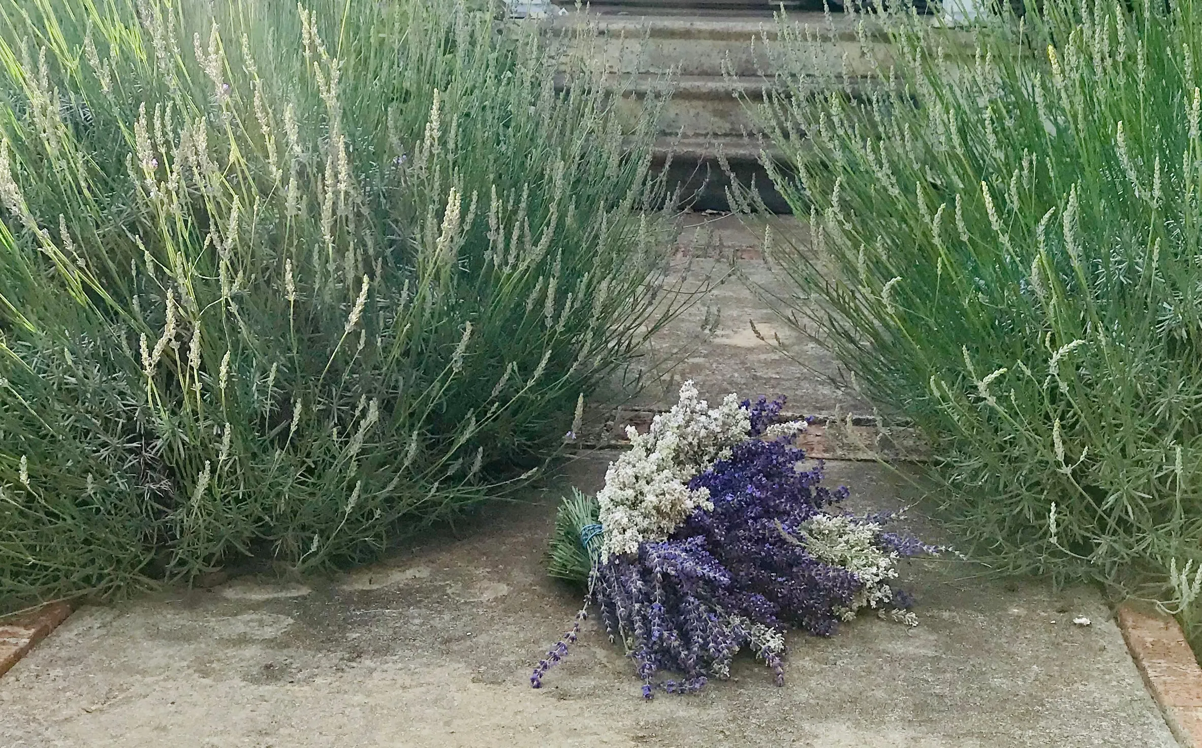 101 Growing Lavender Workshop 2025