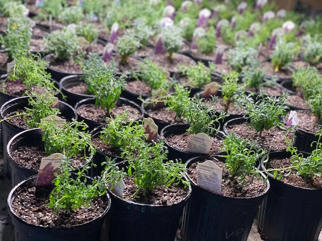 101 Growing Lavender Workshop 2025