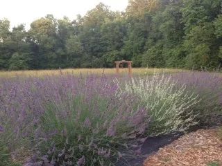 101 Growing Lavender Workshop 2025