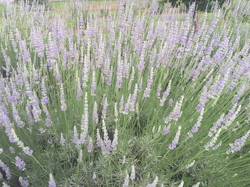 101 Growing Lavender Workshop 2025