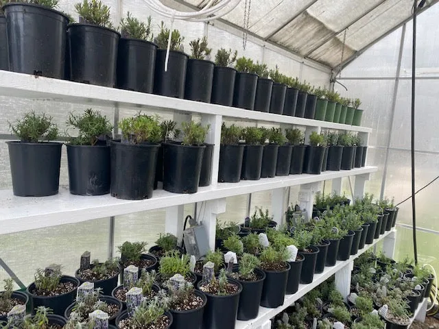 101 Growing Lavender Workshop 2025